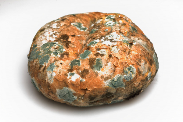 Saprofitik Mantarlar